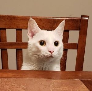 Meet your Posher, Hilary